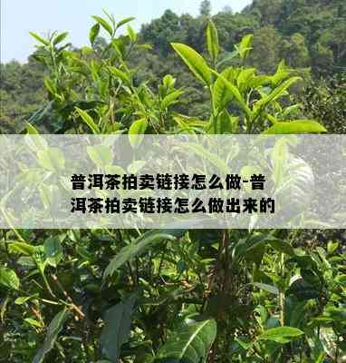 普洱茶拍卖链接怎么做-普洱茶拍卖链接怎么做出来的