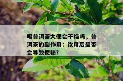 喝普洱茶大便会干燥吗，普洱茶的副作用：饮用后是否会导致便秘？