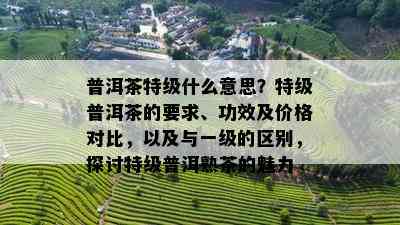 普洱茶特级什么意思？特级普洱茶的要求、功效及价格对比，以及与一级的区别，探讨特级普洱熟茶的魅力