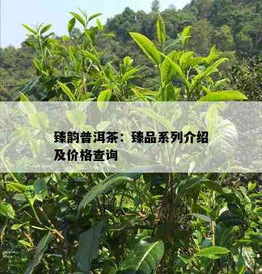 臻韵普洱茶：臻品系列介绍及价格查询