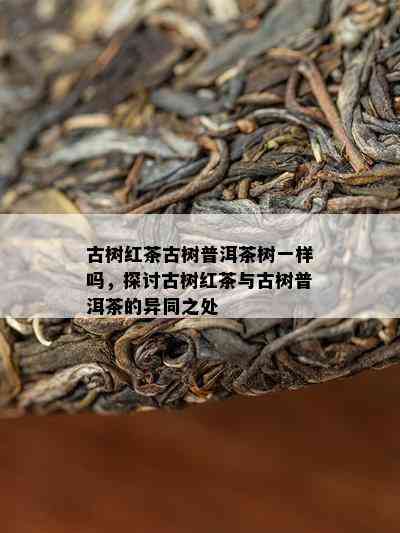 古树红茶古树普洱茶树一样吗，探讨古树红茶与古树普洱茶的异同之处