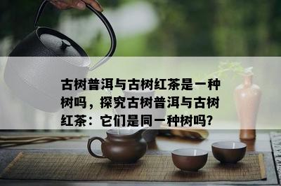 古树普洱与古树红茶是一种树吗，探究古树普洱与古树红茶：它们是同一种树吗？