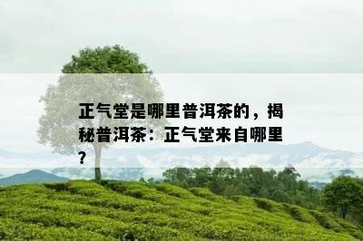 正气堂是哪里普洱茶的，揭秘普洱茶：正气堂来自哪里？