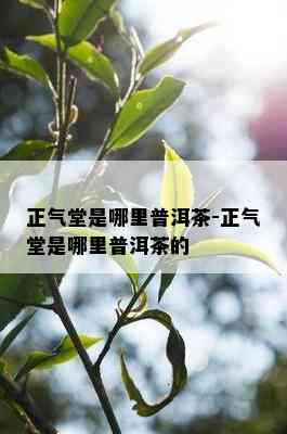 正气堂是哪里普洱茶-正气堂是哪里普洱茶的