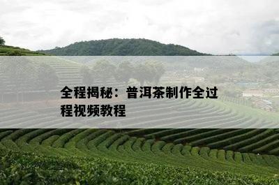 全程揭秘：普洱茶制作全过程视频教程