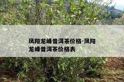 凤阳龙峰普洱茶价格-凤阳龙峰普洱茶价格表