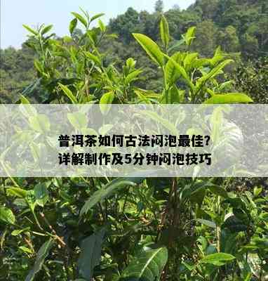 普洱茶如何古法闷泡更佳？详解制作及5分钟闷泡技巧