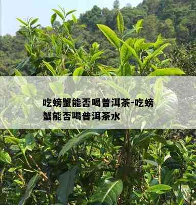 吃螃蟹能否喝普洱茶-吃螃蟹能否喝普洱茶水