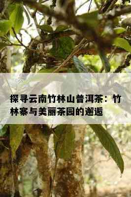 探寻云南竹林山普洱茶：竹林寨与美丽茶园的邂逅