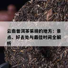 云南普洱茶采摘的地方：景点、好去处与更佳时间全解析