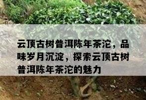 云顶古树普洱陈年茶沱，品味岁月沉淀，探索云顶古树普洱陈年茶沱的魅力