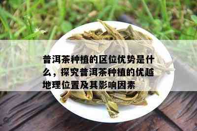 普洱茶种植的区位优势是什么，探究普洱茶种植的优越地理位置及其影响因素