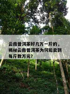 云南普洱茶好几万一斤的，揭秘云南普洱茶为何能卖到每斤数万元？