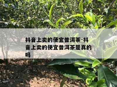 抖音上卖的便宜普洱茶-抖音上卖的便宜普洱茶是真的吗