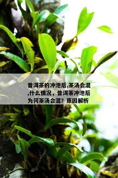 普洱茶的冲泡后,茶汤会混,什么情况，普洱茶冲泡后为何茶汤会混？原因解析