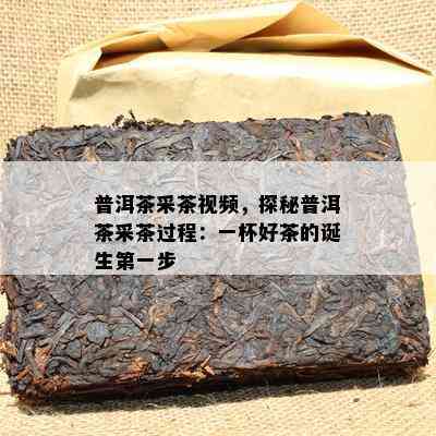 普洱茶采茶视频，探秘普洱茶采茶过程：一杯好茶的诞生之一步