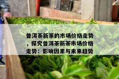 普洱茶新茶的市场价格走势，探究普洱茶新茶市场价格走势：影响因素与未来趋势