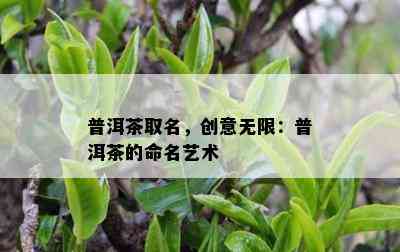 普洱茶取名，创意无限：普洱茶的命名艺术