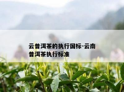 云普洱茶的执行国标-云南普洱茶执行标准