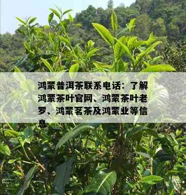 鸿蒙普洱茶联系电话：了解鸿蒙茶叶官网、鸿蒙茶叶老罗、鸿蒙茗茶及鸿蒙业等信息