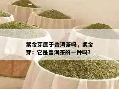 紫金芽属于普洱茶吗，紫金芽：它是普洱茶的一种吗？