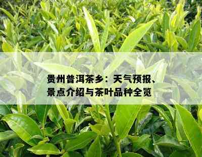 贵州普洱茶乡：天气预报、景点介绍与茶叶品种全览