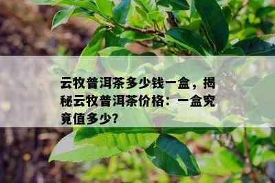 云牧普洱茶多少钱一盒，揭秘云牧普洱茶价格：一盒究竟值多少？