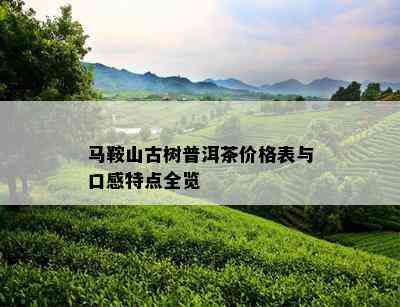 马鞍山古树普洱茶价格表与口感特点全览