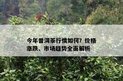 今年普洱茶行情如何？价格涨跌、市场趋势全面解析