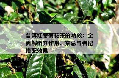 普洱红枣菊花茶的功效：全面解析其作用、禁忌与枸杞搭配效果