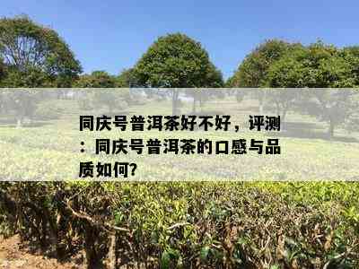 同庆号普洱茶好不好，评测：同庆号普洱茶的口感与品质如何？