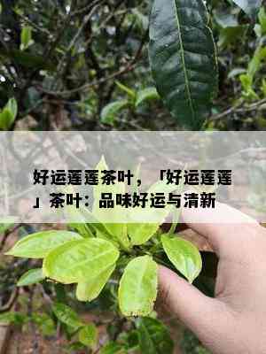 好运莲莲茶叶，「好运莲莲」茶叶：品味好运与清新