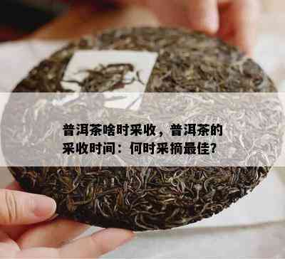 普洱茶啥时采收，普洱茶的采收时间：何时采摘更佳？