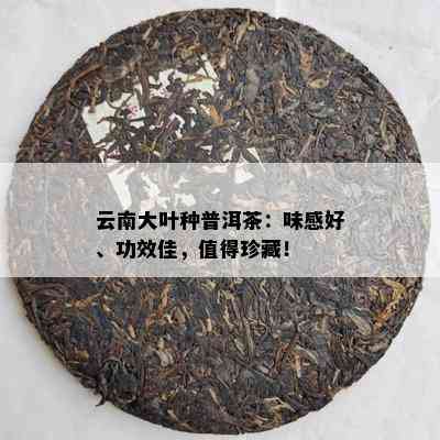 云南大叶种普洱茶：味感好、功效佳，值得珍藏！