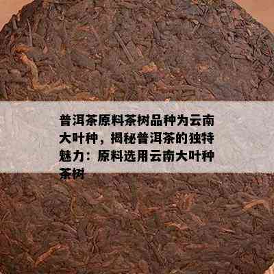 普洱茶原料茶树品种为云南大叶种，揭秘普洱茶的独特魅力：原料选用云南大叶种茶树