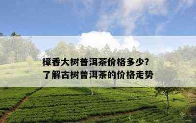 樟香大树普洱茶价格多少？了解古树普洱茶的价格走势