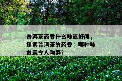 普洱茶香什么味道好闻，探索普洱茶的香：哪种味道最令人陶醉？