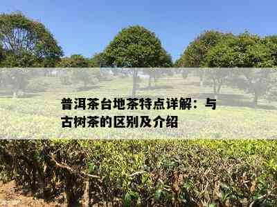 普洱茶台地茶特点详解：与古树茶的区别及介绍