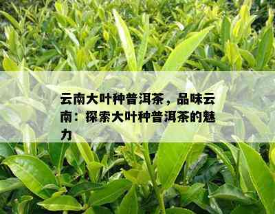 云南大叶种普洱茶，品味云南：探索大叶种普洱茶的魅力