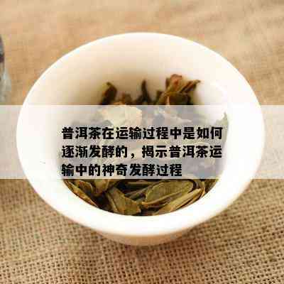 普洱茶在运输过程中是如何逐渐发酵的，揭示普洱茶运输中的神奇发酵过程