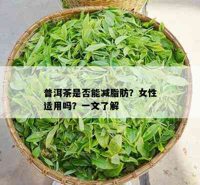 普洱茶是否能减脂肪？女性适用吗？一文了解