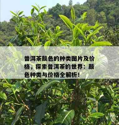 普洱茶颜色的种类图片及价格，探索普洱茶的世界：颜色种类与价格全解析！