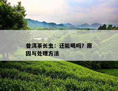 普洱茶长虫：还能喝吗？原因与处理方法