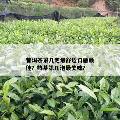 普洱茶第几泡更舒适口感更佳？熟茶第几泡最美味？