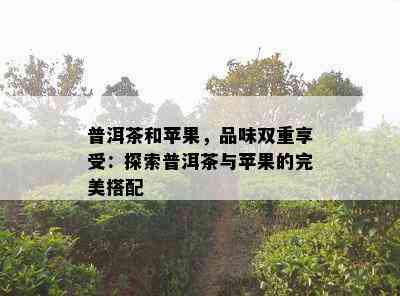 普洱茶和苹果，品味双重享受：探索普洱茶与苹果的完美搭配