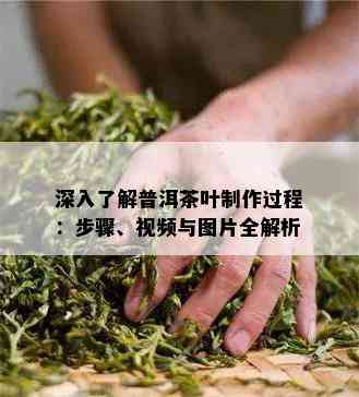 深入了解普洱茶叶制作过程：步骤、视频与图片全解析