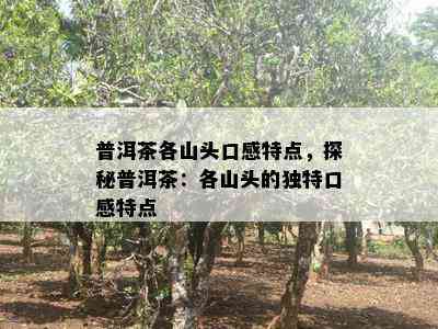 普洱茶各山头口感特点，探秘普洱茶：各山头的独特口感特点