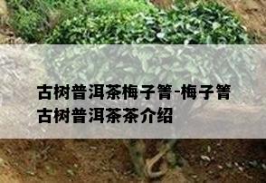 古树普洱茶梅子箐-梅子箐古树普洱茶茶介绍