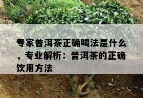 专家普洱茶正确喝法是什么，专业解析：普洱茶的正确饮用方法