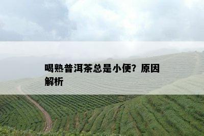 喝熟普洱茶总是小便？原因解析